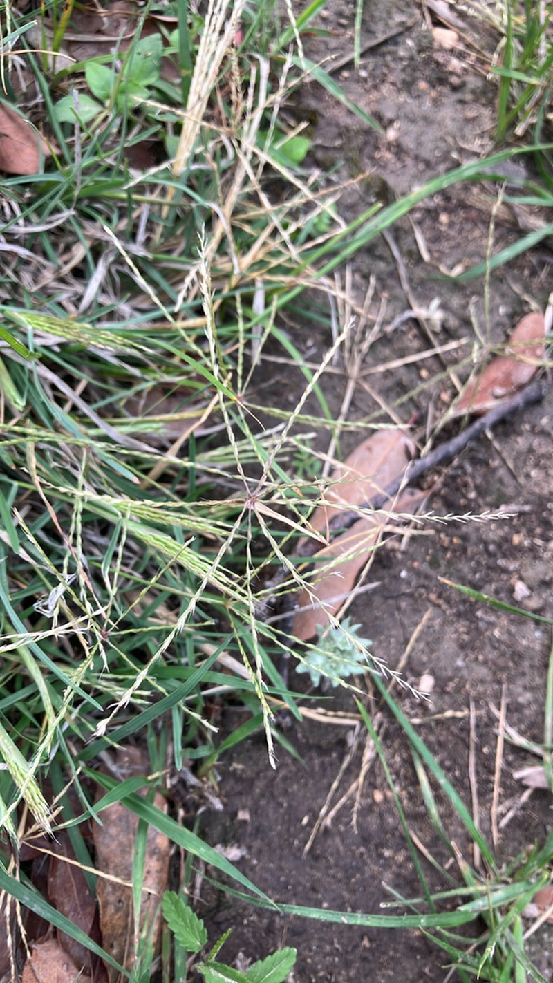Slimspike Windmill Grass photo 2