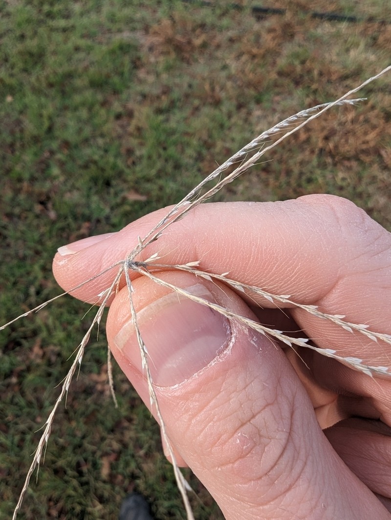 Slimspike Windmill Grass photo 3