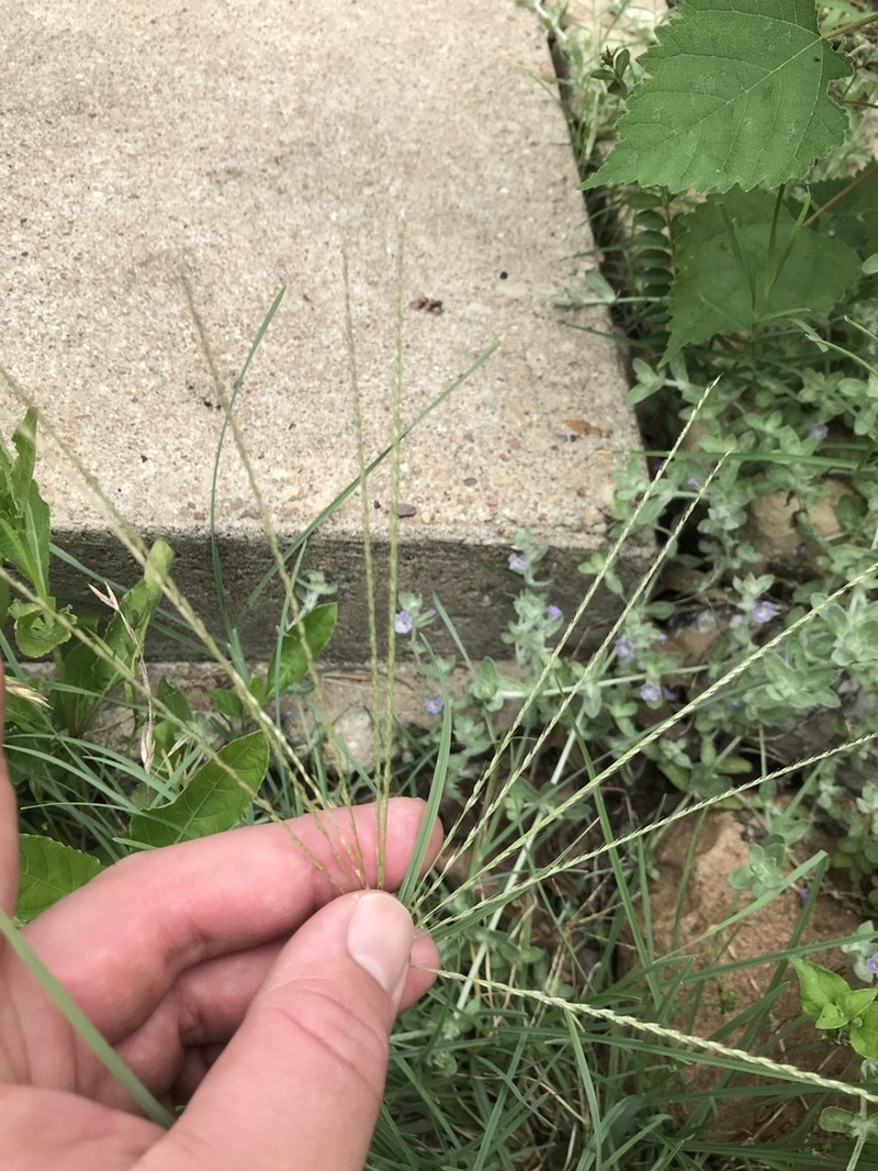 Slimspike Windmill Grass photo 4