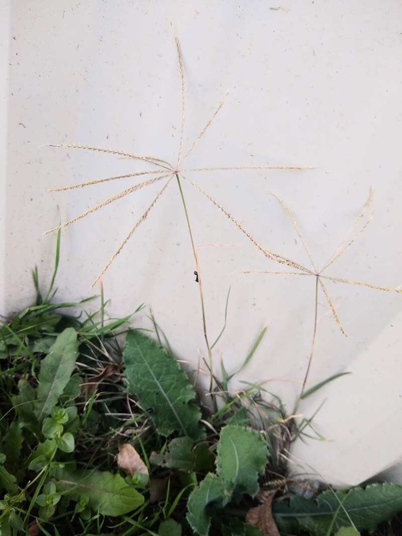 Slimspike Windmill Grass photo 5