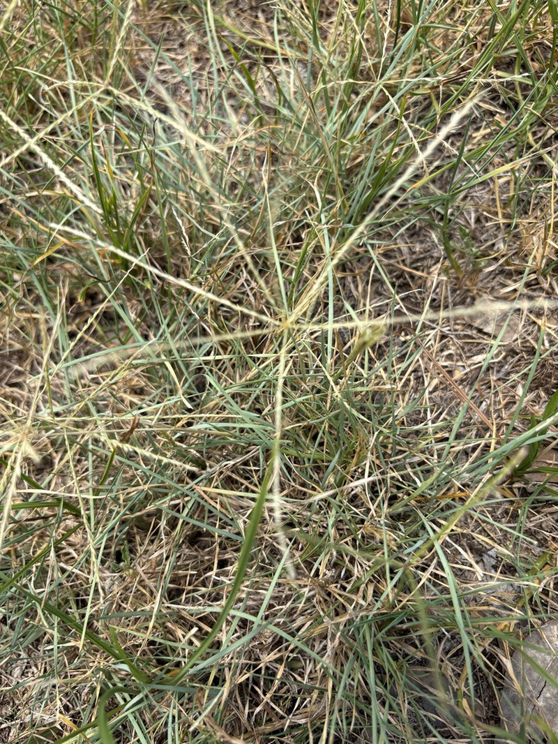 Slimspike Windmill Grass photo 6
