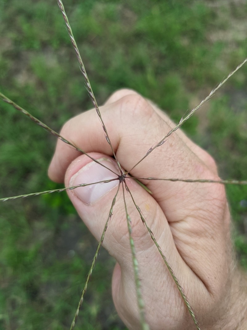 Slimspike Windmill Grass photo 7