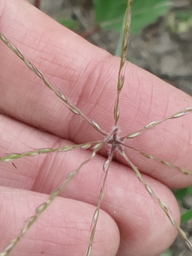 Slimspike Windmill Grass photo 8