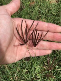 Swollen Fingergrass