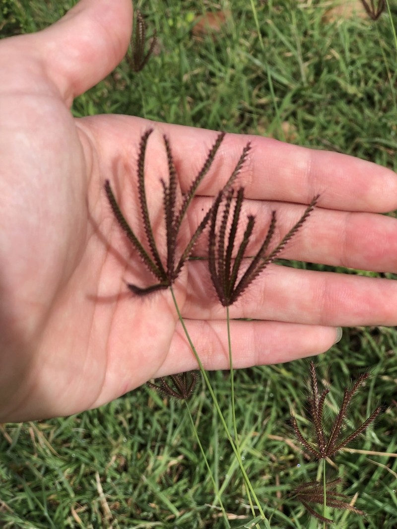 Swollen Fingergrass