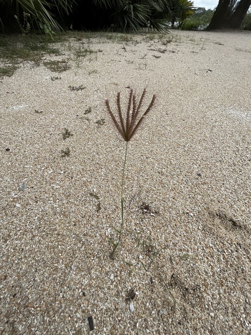 Swollen Fingergrass photo 2