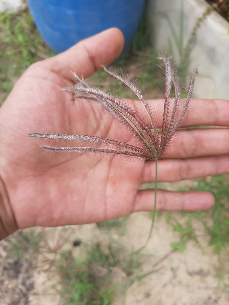 Swollen Fingergrass photo 3