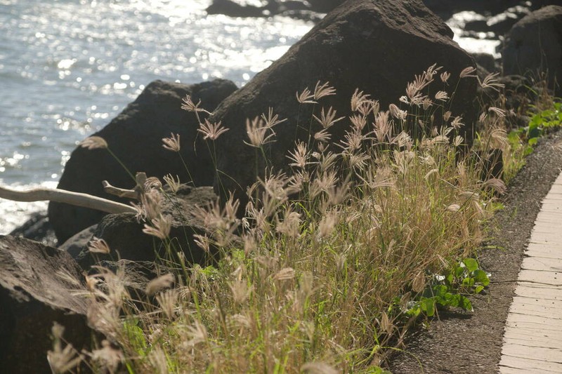 Swollen Fingergrass photo 4
