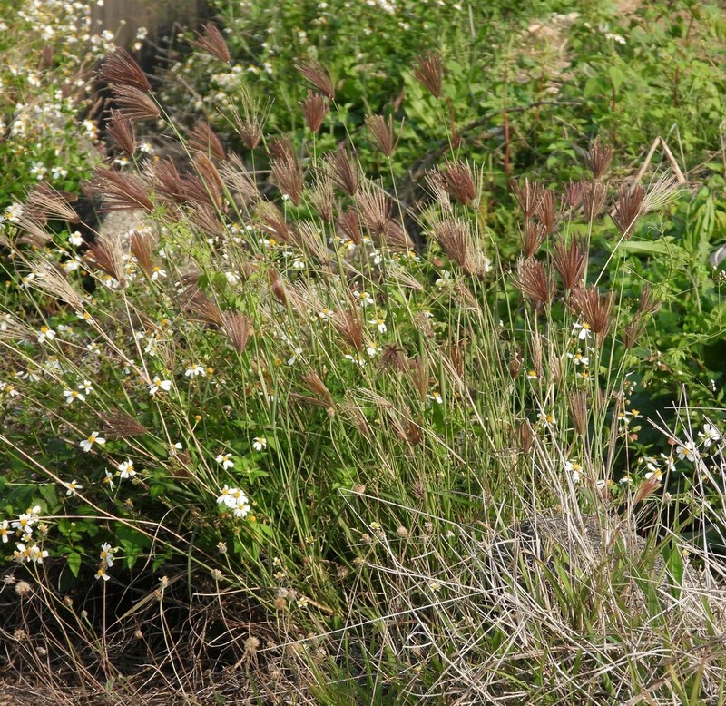 Swollen Fingergrass photo 5