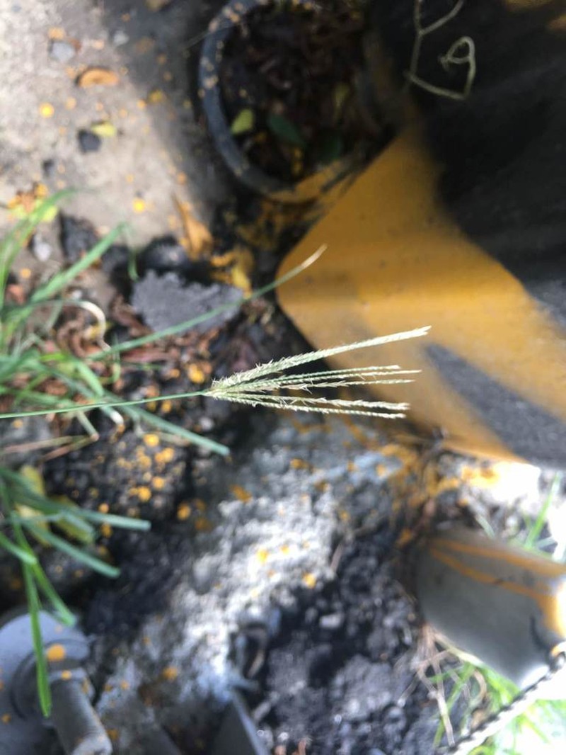 Swollen Fingergrass photo 6