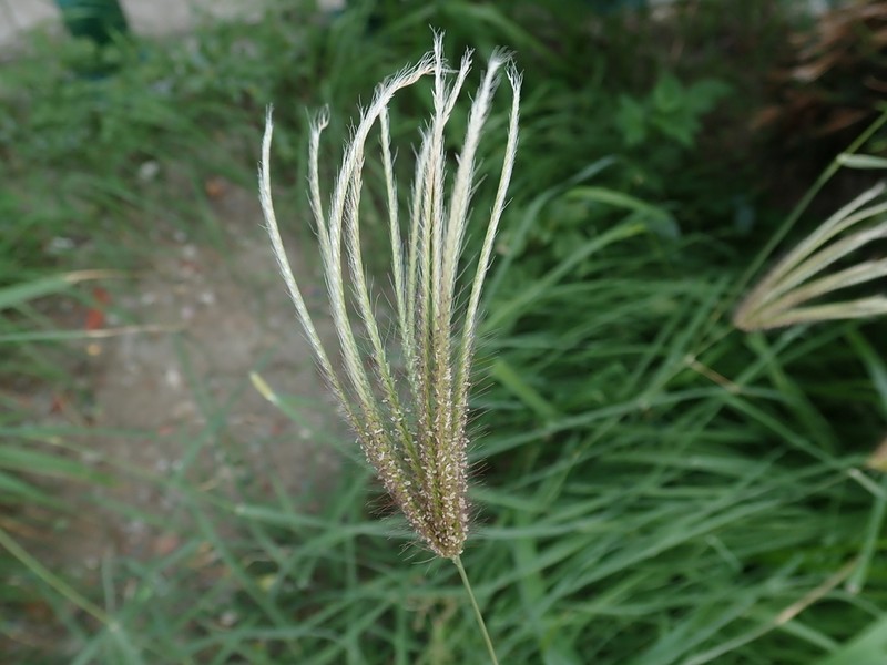 Swollen Fingergrass photo 7