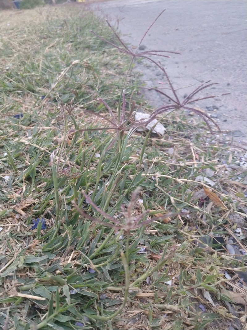 Swollen Fingergrass photo 8