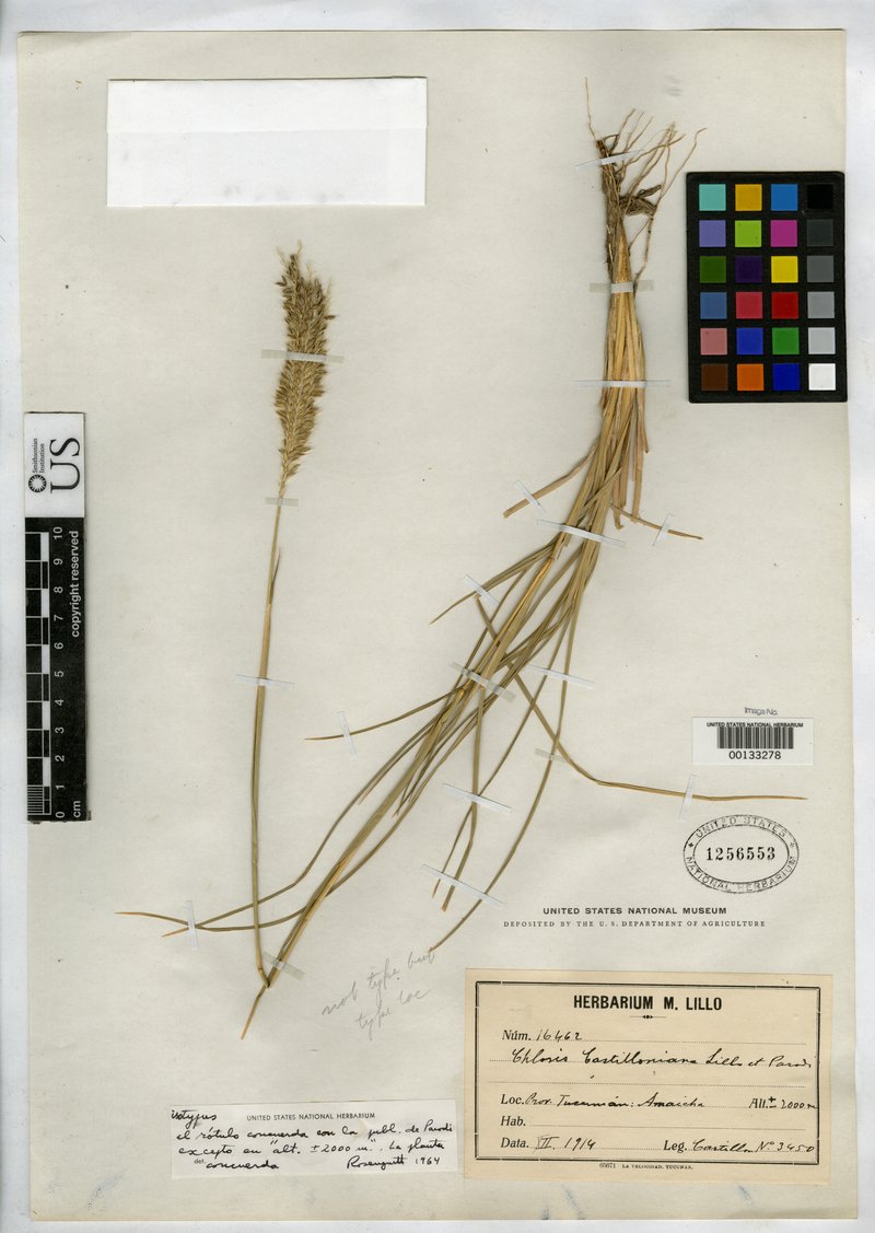 Chloris castilloniana