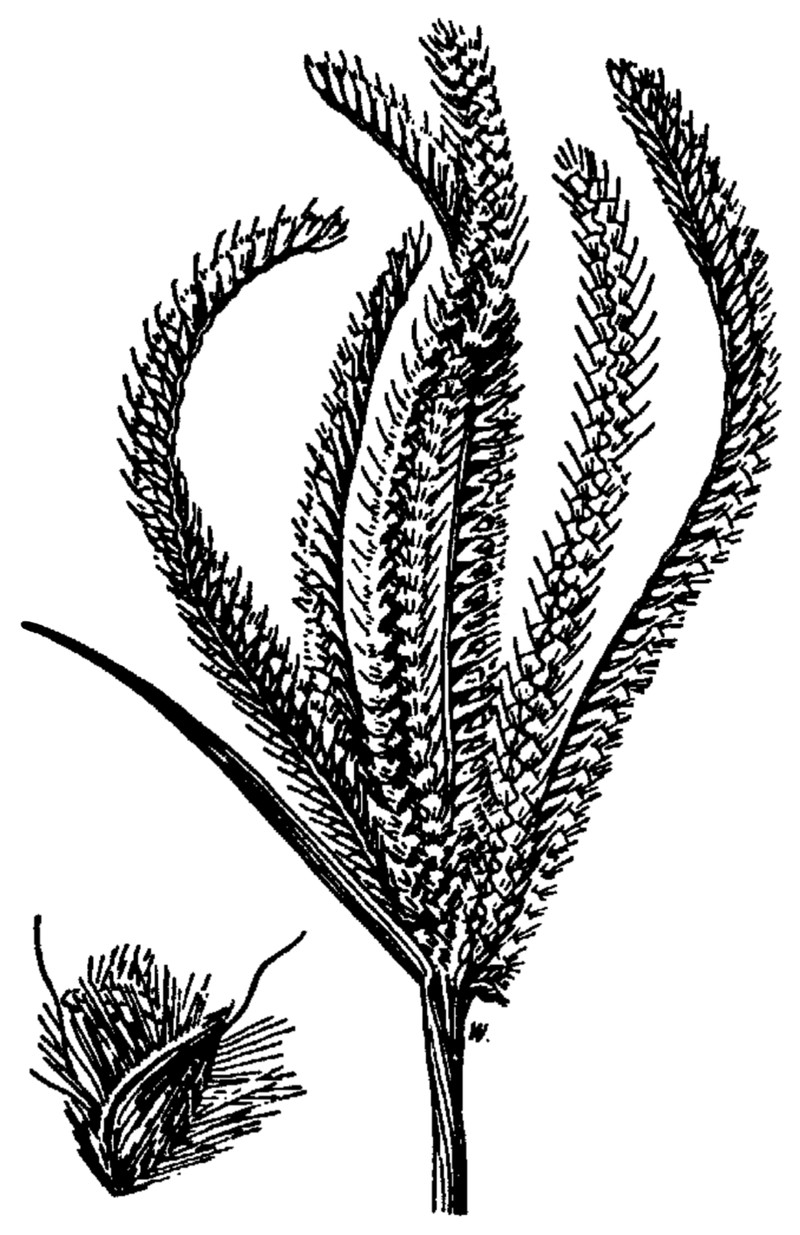 Fringed Windmill Grass