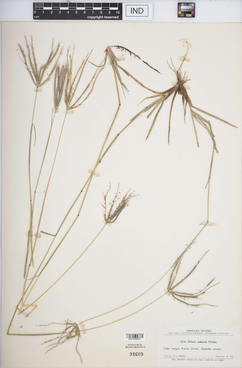 Cuban Windmill Grass