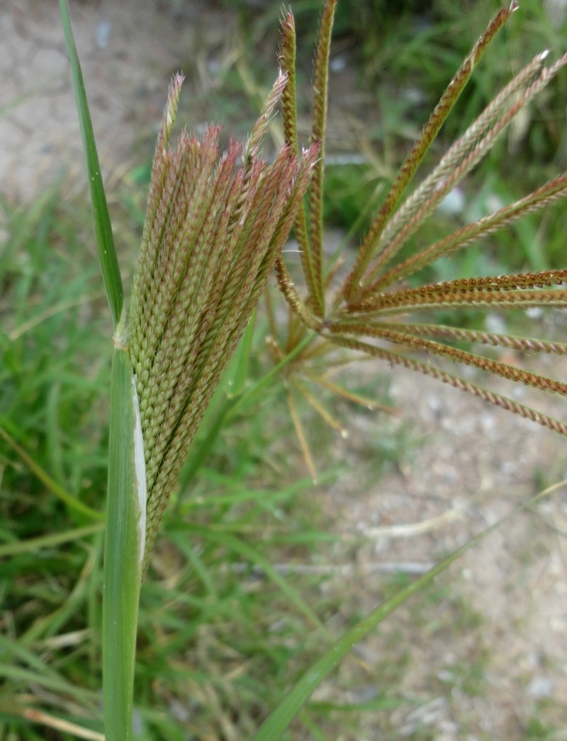 Hooded Windmill Grass