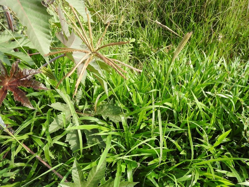 Hooded Windmill Grass