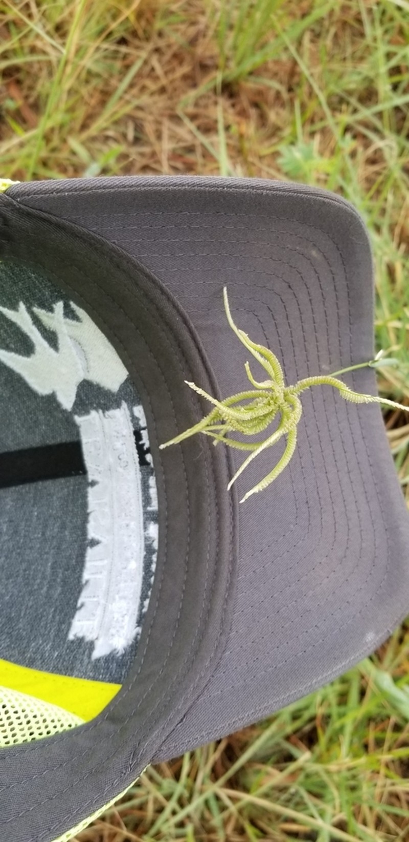 Hooded Windmill Grass photo 2