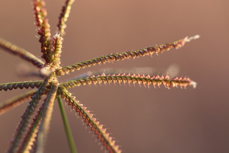 Hooded Windmill Grass photo 3