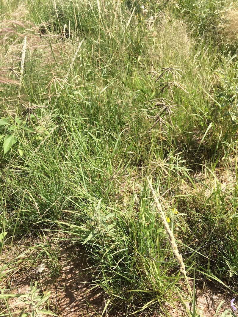 Hooded Windmill Grass photo 4