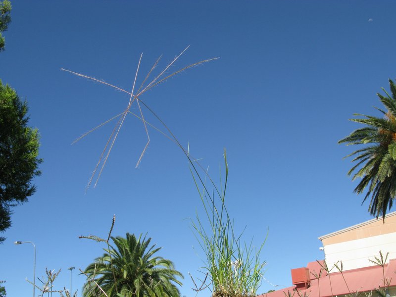 Spreading Windmill Grass photo 2