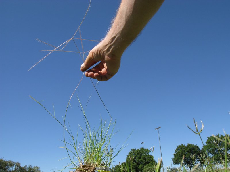Spreading Windmill Grass photo 3