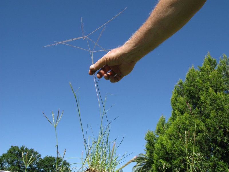 Spreading Windmill Grass photo 4