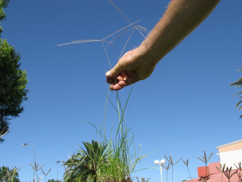 Spreading Windmill Grass photo 5