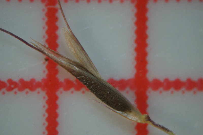 Spreading Windmill Grass photo 7