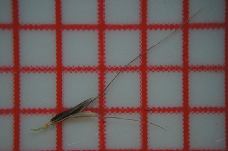 Spreading Windmill Grass photo 8