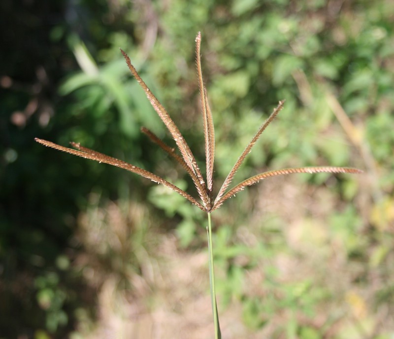 Rhodes Grass photo 4