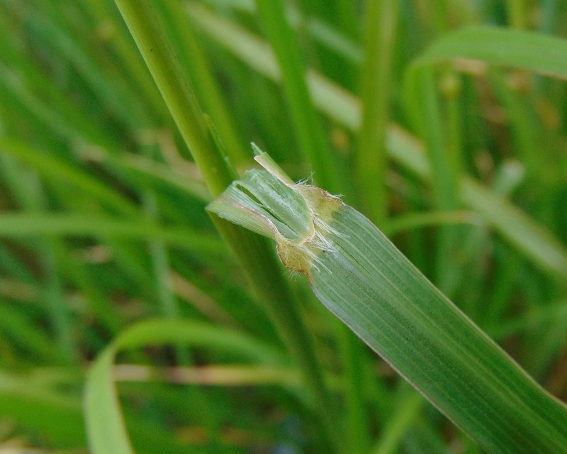 Rhodes Grass photo 5