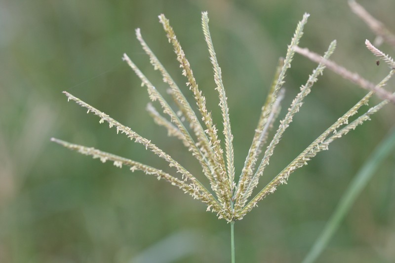 Rhodes Grass photo 6