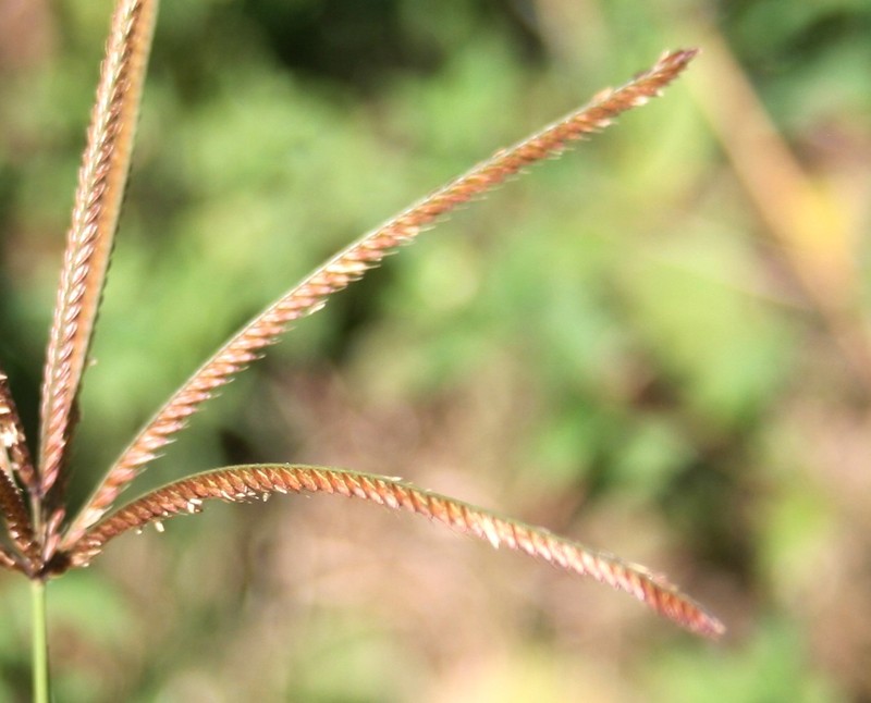 Rhodes Grass photo 2