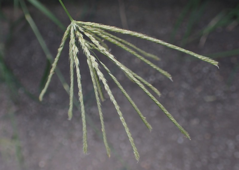 Rhodes Grass photo 3