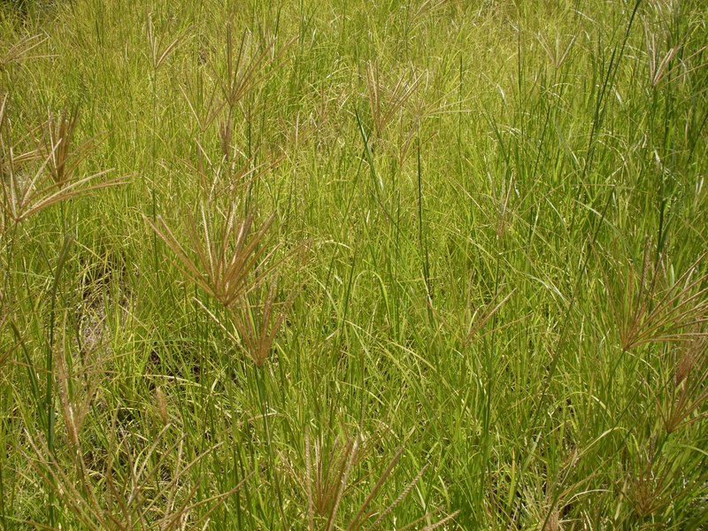 Rhodes Grass photo 7