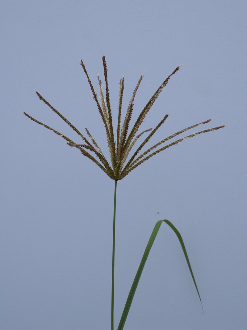 Rhodes Grass photo 9