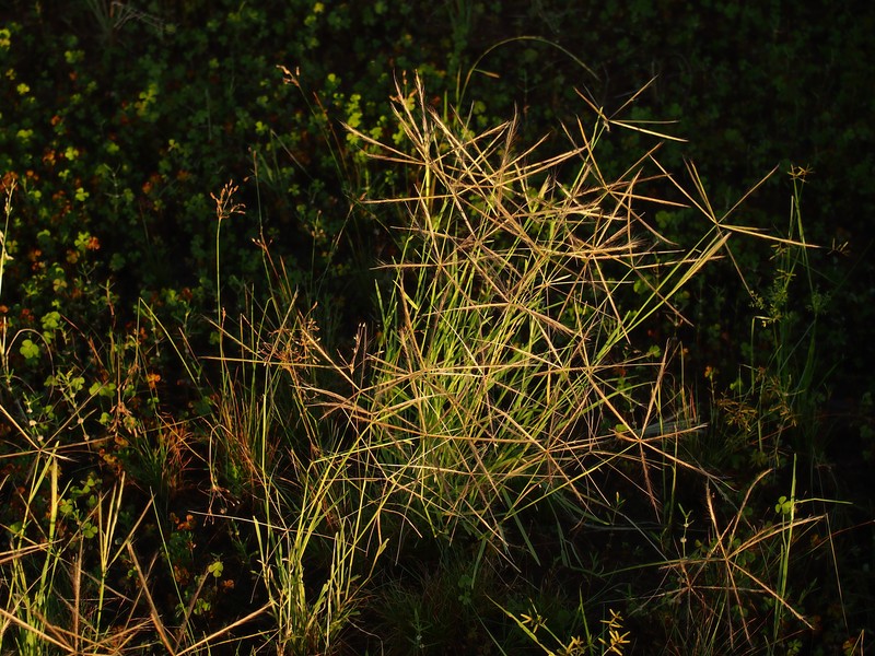 Comb Windmill Grass photo 4