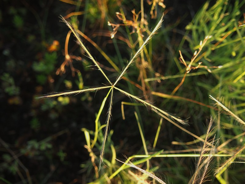 Comb Windmill Grass photo 5