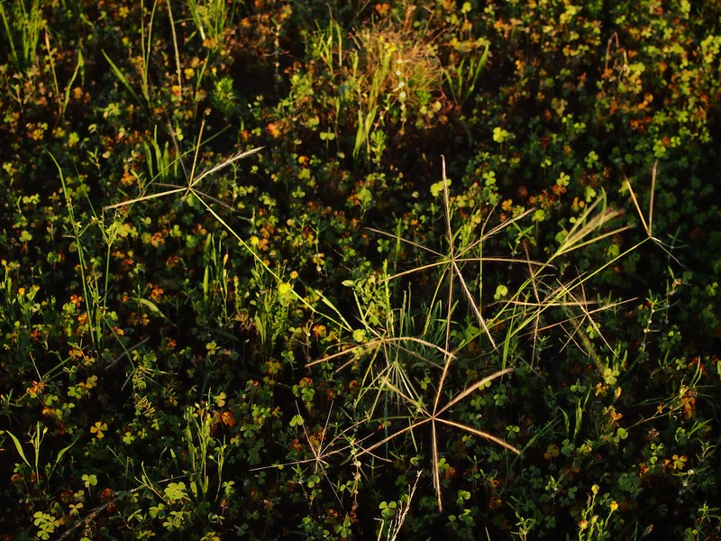 Comb Windmill Grass photo 2
