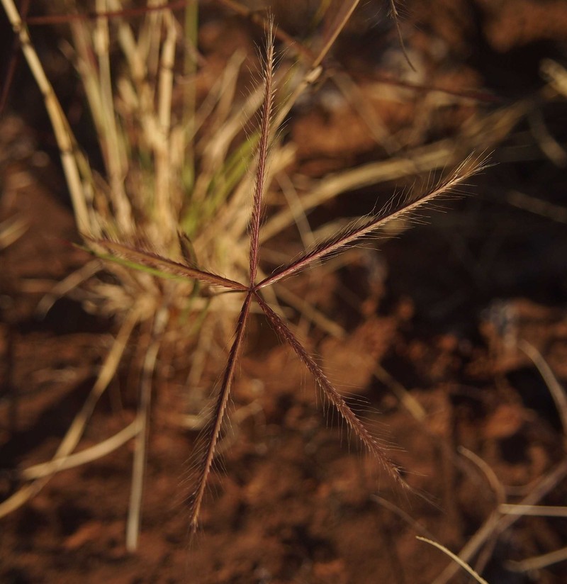Comb Windmill Grass photo 3