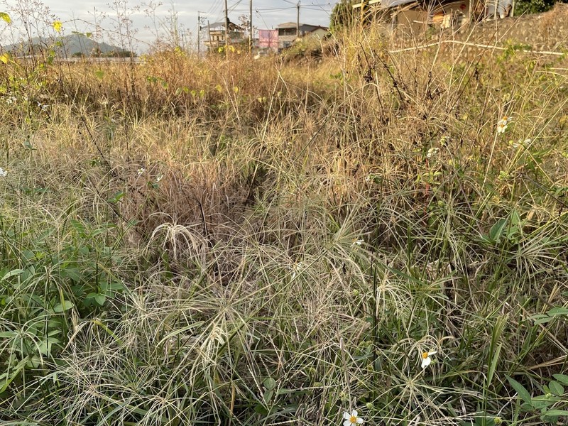 Radiate Fingergrass