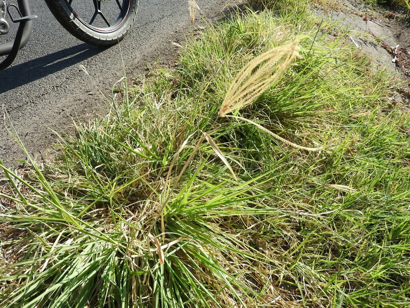 Radiate Fingergrass photo 2