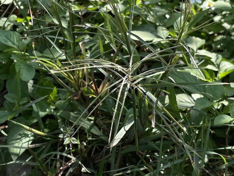 Radiate Fingergrass photo 3