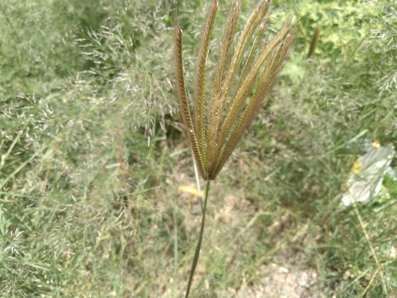 Radiate Fingergrass photo 4