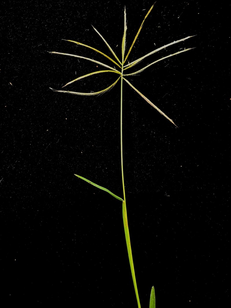 Radiate Fingergrass photo 5