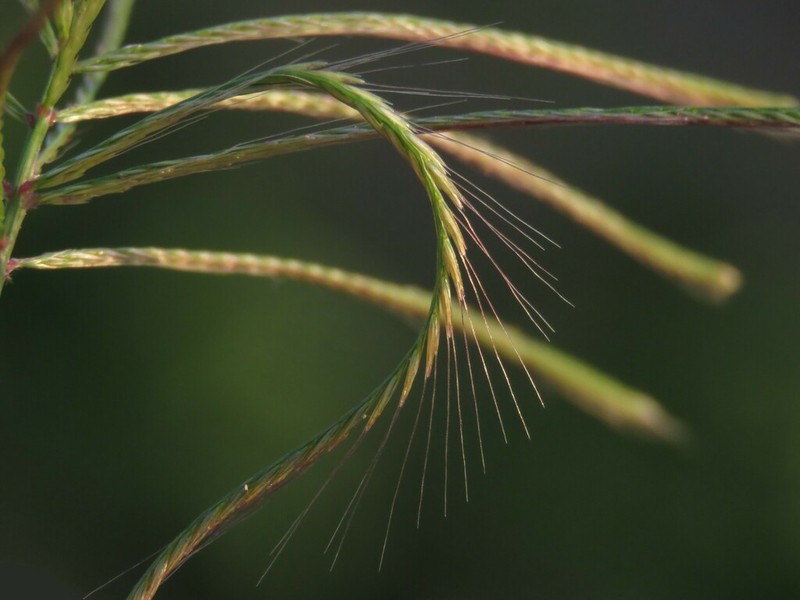 Radiate Fingergrass photo 6