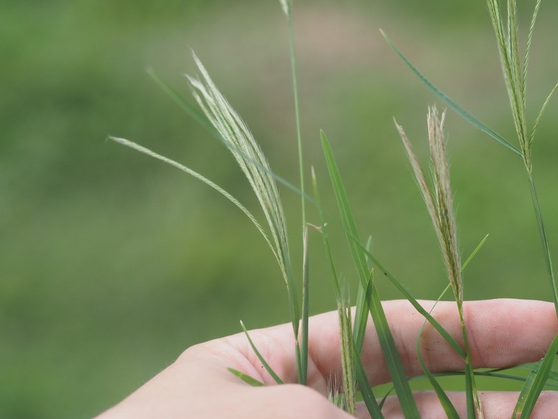 Radiate Fingergrass photo 7