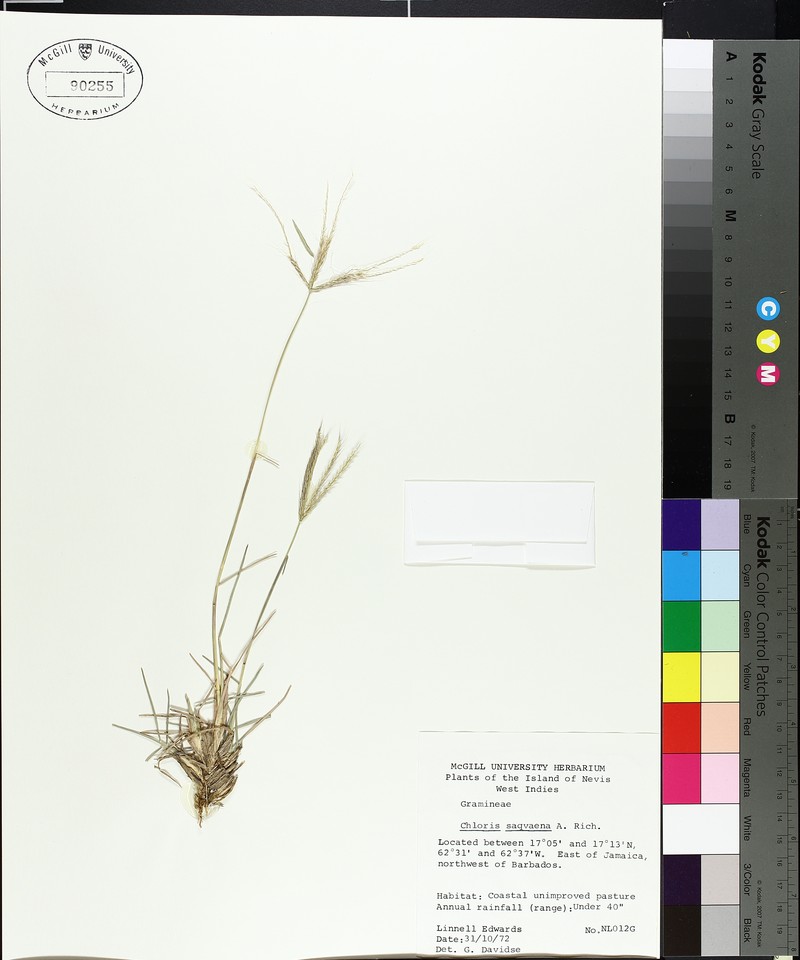 Roadside Windmill Grass photo 2