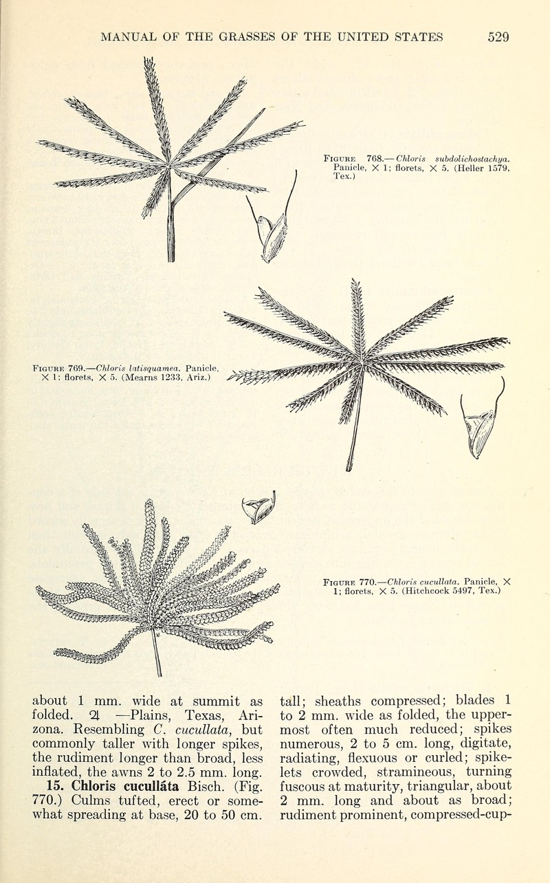Shortspike Windmill Grass